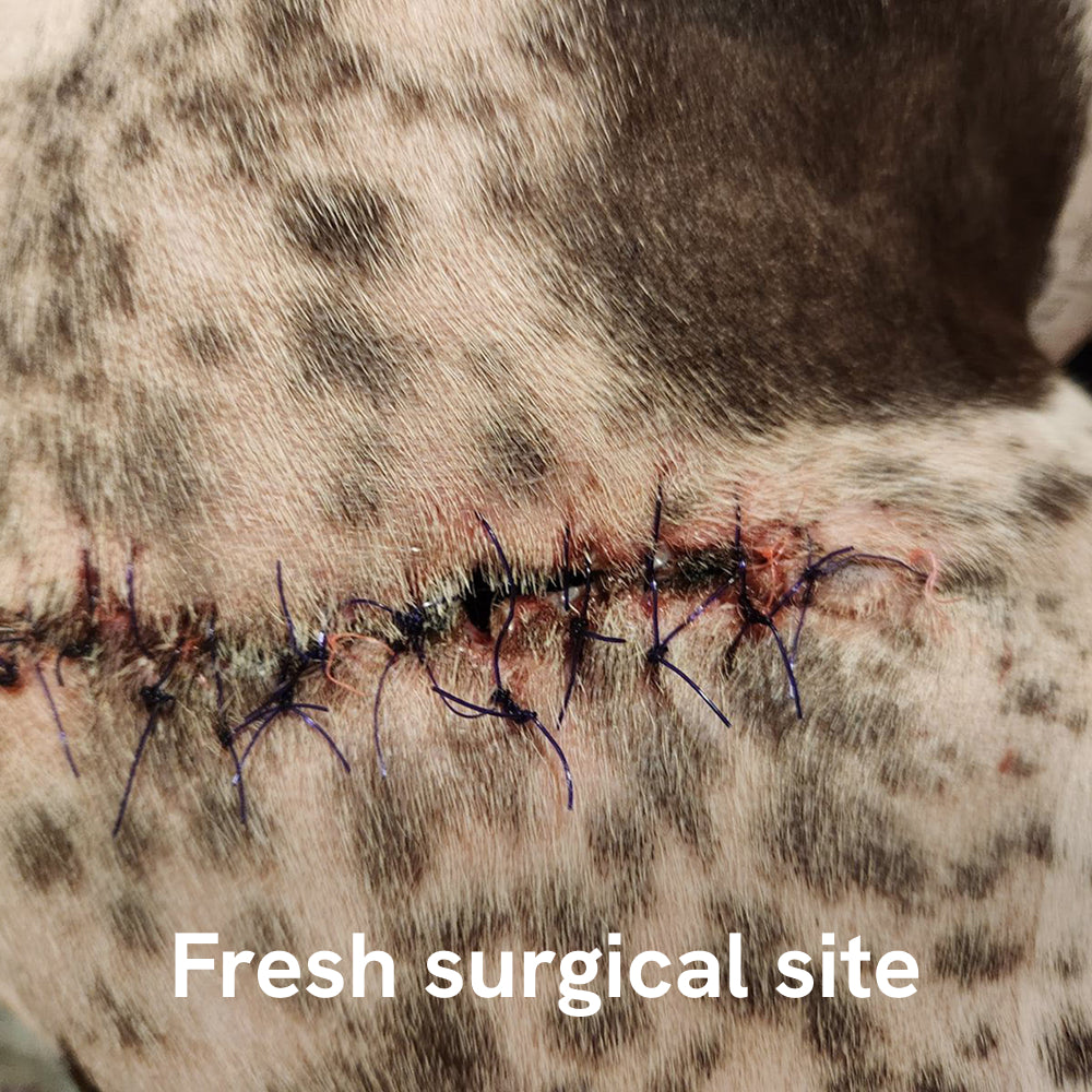 Wound Care Gel / Wound Relief Gel for Pets